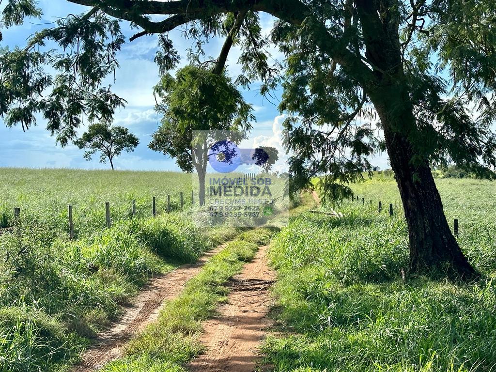  - Fazenda 250 hectares Camapuã